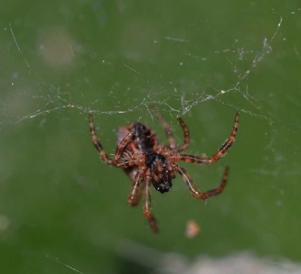 Cyrtophora citricola - Grosseto (GR)